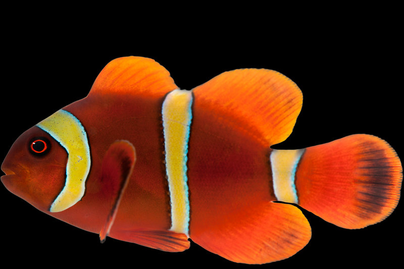 Clownfish (Amphiprioninae)