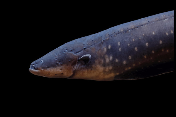 Electric Eel (Electrophorus electricus) in the wild