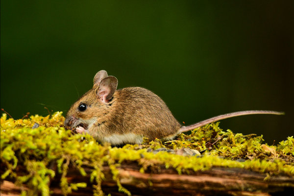 Yellow-necked Mouse (Apodemus flavicollis)        in the wild