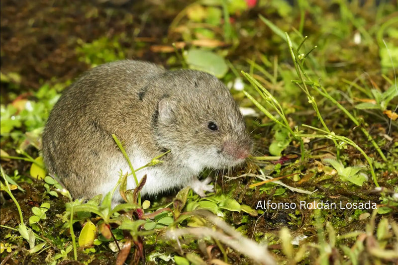 Mediterranean Pine Vole (Pitymys duodecimcostatus) — Iberian Peninsula, S France