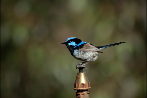 Superb Fairy-wren (Malurus cyaneus) in the wild