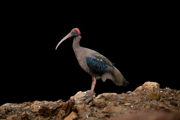 Red-naped Ibis (Pseudibis papillosa) in the wild