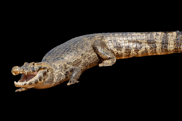 Spectacled Caiman (Caiman crocodilus) in the wild