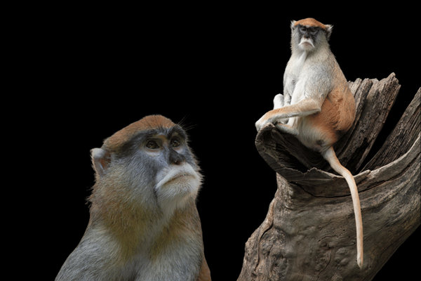 Patas Monkey (Erythrocebus patas) in the wild