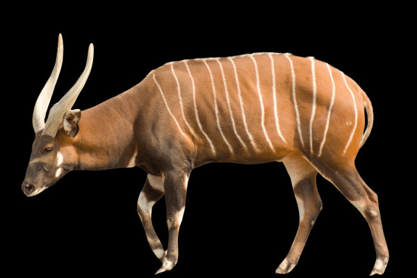Bongo (Tragelaphus eurycerus) in the wild