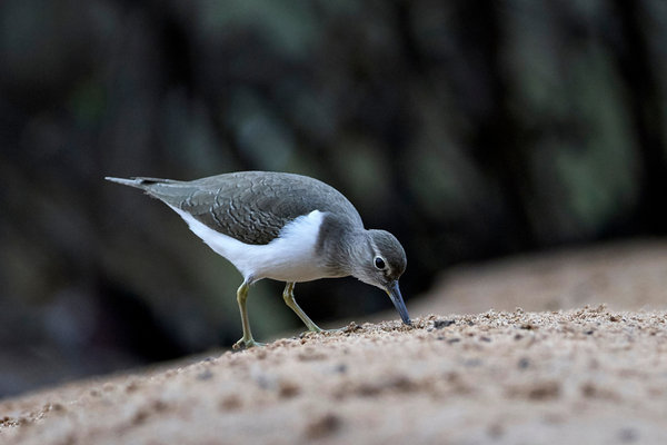 Common Sandpiper (Actitis hypoleucos) in the wild