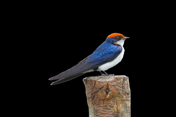 Wire-tailed Swallow (Hirundo smithii) in the wild