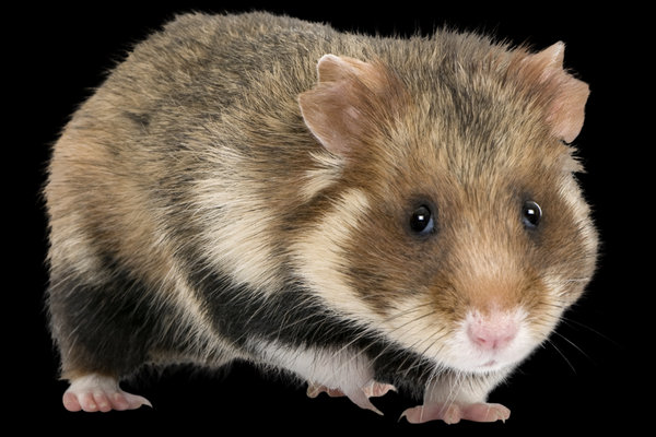 Common Hamster (Cricetus cricetus) in the wild