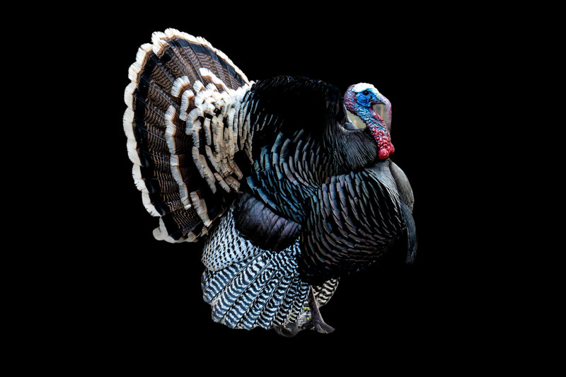 Wild Turkey (Meleagris gallopavo)