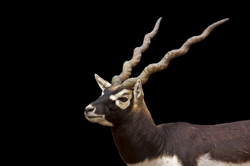 Blackbuck (Antilope cervicapra) — Western, central, and southern India; Rajasthan to Tamil Nadu