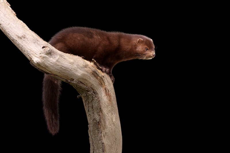 American Mink (Mustela vison) — Europe (introduced)