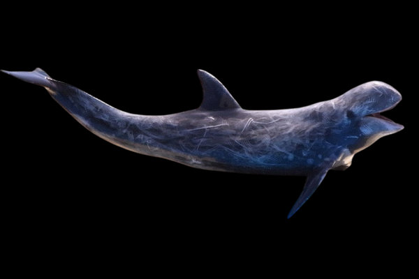 Risso's Dolphin (Grampus griseus) in the wild
