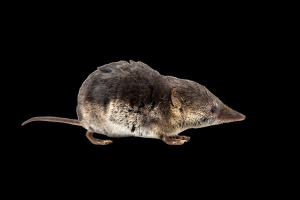 Common Shrew (Sorex araneus)                      in the wild