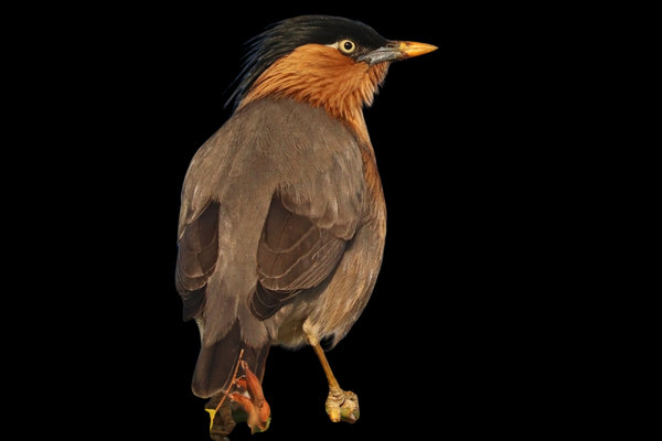 Brahminy Starling (Sturnia pagodarum) in the wild
