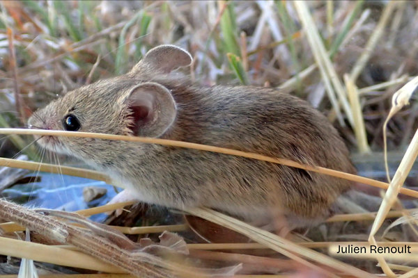 Algerian Mouse (Mus spretus) in the wild