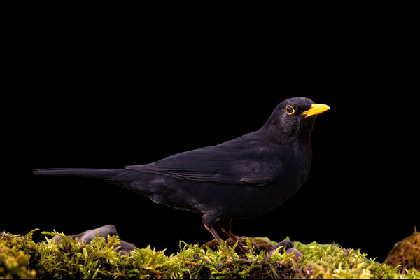Common Blackbird (Turdus merula) in the wild