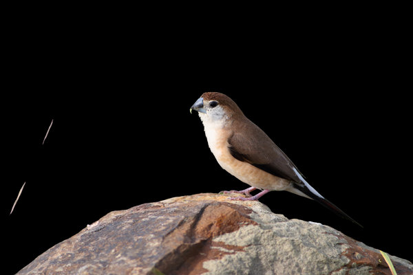 Indian Silverbill (Euodice malabarica) in the wild