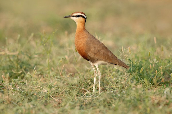 Indian Courser (Cursorius coromandelicus) in the wild