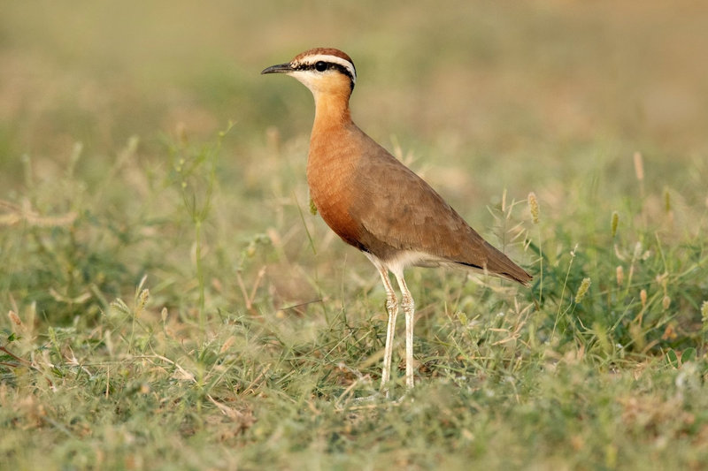 Indian Courser (Cursorius coromandelicus) — Endemic to Indian subcontinent