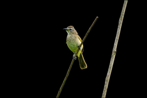 White-browed Bulbul (Pycnonotus luteolus) in the wild