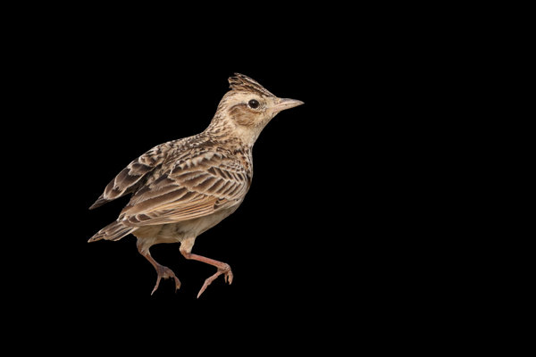 Oriental Skylark (Alauda gulgula) in the wild