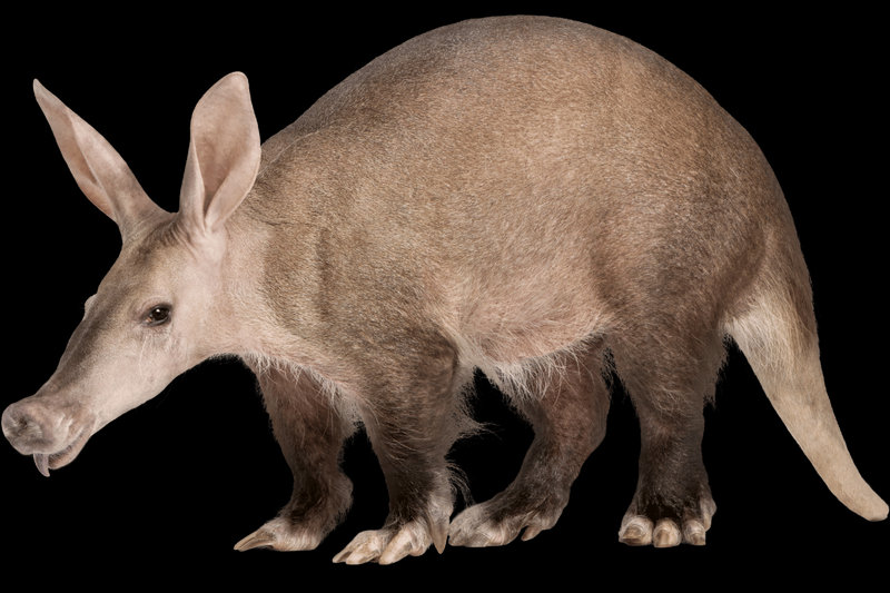 Aardvark (Orycteropus afer)