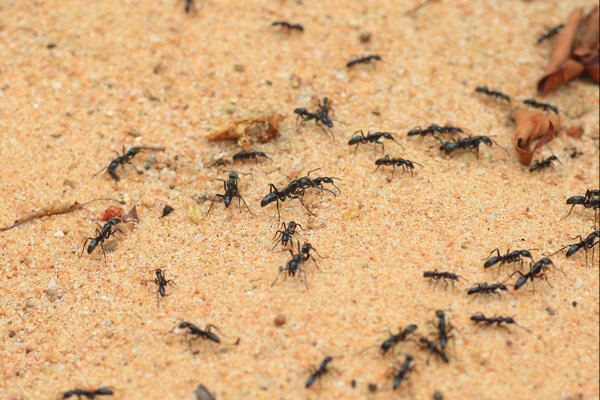 Driver Ant (Dorylus spp.) in the wild