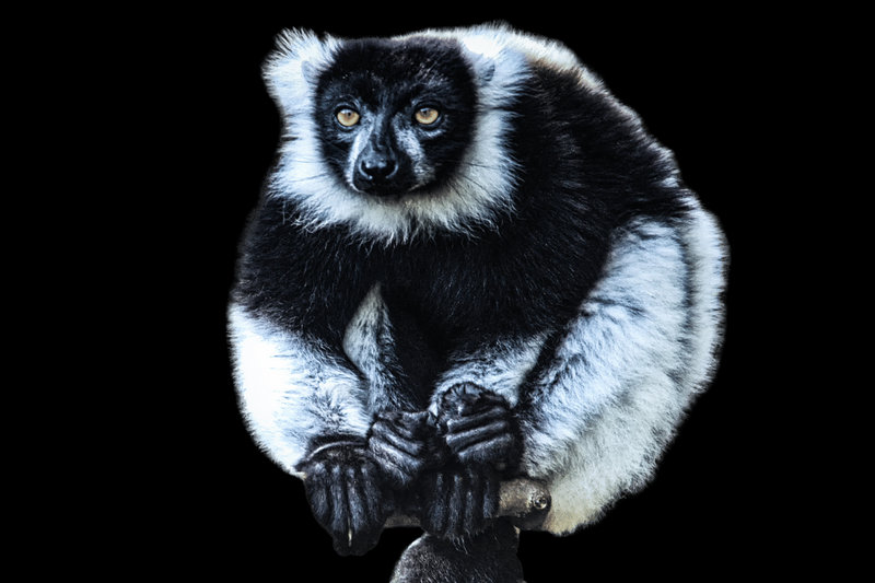 Indri (Indri indri)