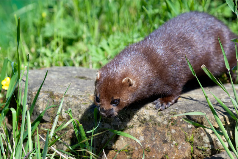 European Mink (Mustela lutreola)