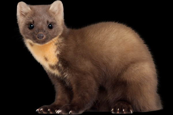 Pine Marten (Martes martes) in the wild