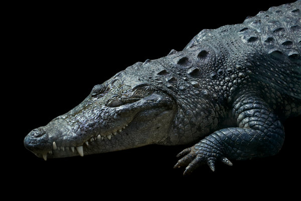 Morelet's Crocodile (Crocodylus moreletii) in the wild