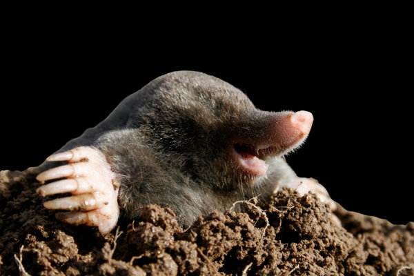 Blind Mole (Talpa caeca) in the wild