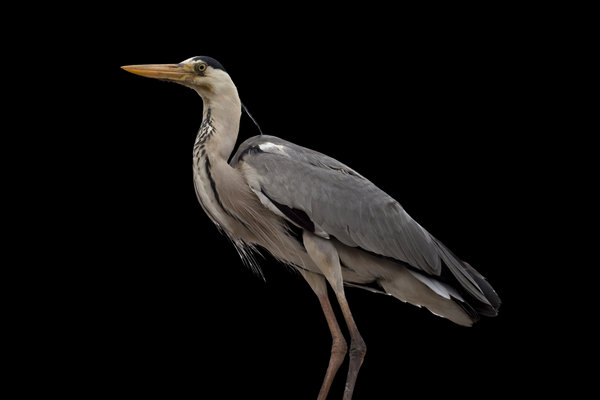 Grey Heron (Ardea cinerea) in the wild