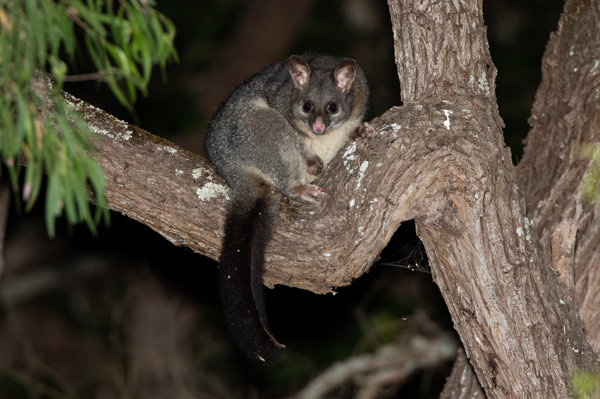Common Brushtail Possum (Trichosurus vulpecula) in the wild