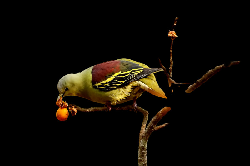 Gray-fronted Green-Pigeon (Treron affinis) — Endemic to Western Ghats India
