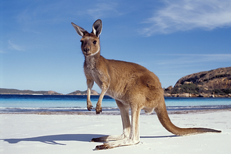 Australian wildlife