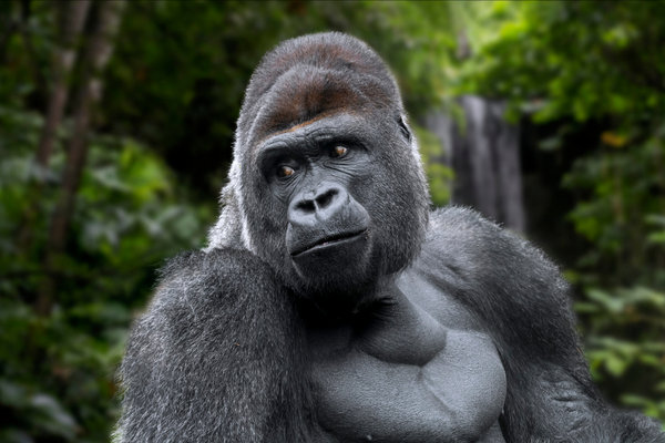 Gorilla (Gorilla gorilla / Gorilla beringei) in the wild