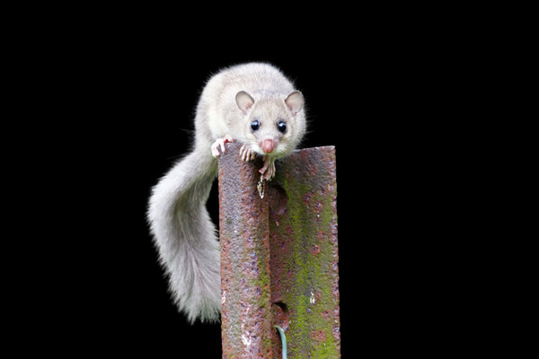 Edible Dormouse (Glis glis) in the wild