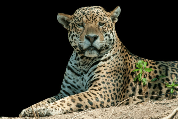 Jaguar (Panthera onca) in the wild