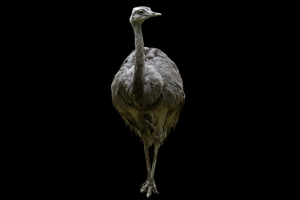Greater Rhea (Rhea americana) in the wild