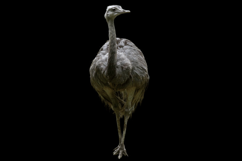 Greater Rhea (Rhea americana)