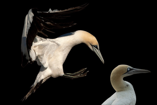 Cape Gannet (Morus capensis) in the wild