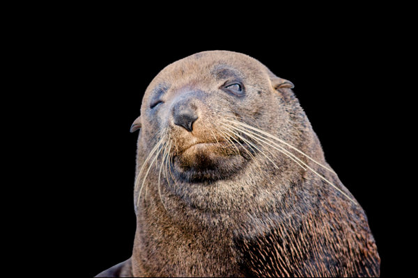 Fur Seal (Arctocephalus pusillus doriferus) in the wild