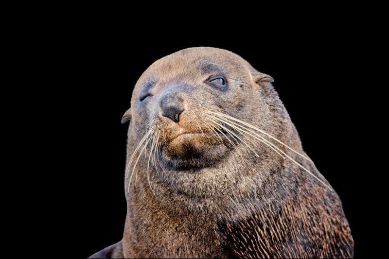 Fur Seal (Arctocephalus pusillus doriferus) — Southeast Australia, around Victoria and Tasmania