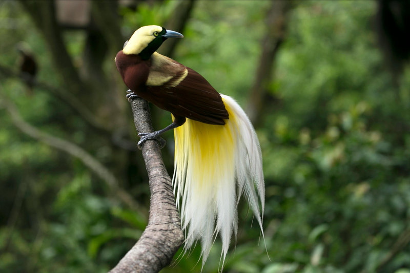 Bird-of-Paradise (Paradisaea spp.)