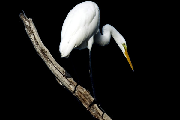 Great Egret (Ardea alba) in the wild