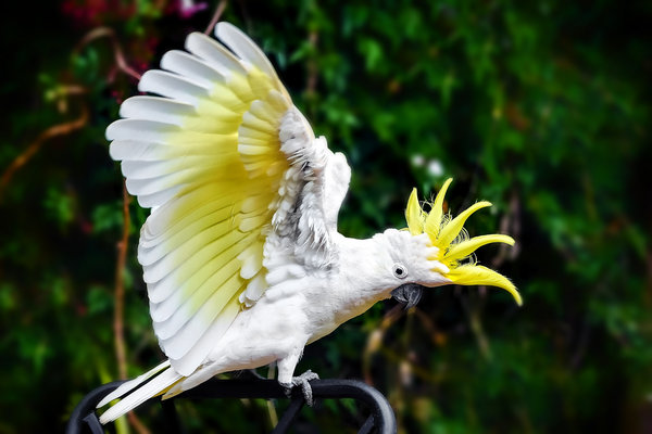 Sulphur-crested Cockatoo (Cacatua galerita) in the wild