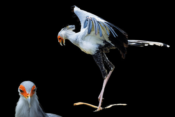 Secretary Bird (Sagittarius serpentarius) in the wild