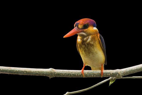 Black-backed Dwarf-Kingfisher (Ceyx erithaca) in the wild