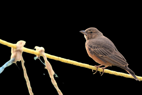 Rufous-tailed Lark (Ammomanes phoenicura) in the wild